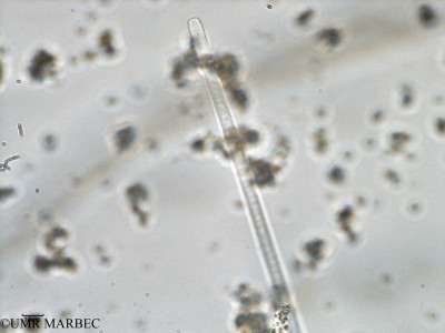 phyto/Bizerte/bizerte_bay/RISCO February 2015/Oscillatoria sp12 (ancien Baie_T1-A_Cyano spp-3).tif(copy)_thumb.jpg